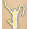 Eisco Labs Hydra Dissection Model on base; Enlarged; 13 inches