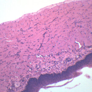 Pseudostratified Column Ciliated E pit Microscope Slide - 75x25mm