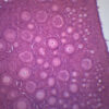 Immature Ovary - Prepared Microscope Slide - 75x25mm