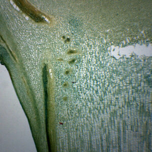 Pine Meristematic Stem - Cross Section - Prepared Microscope Slide - 75x25mm