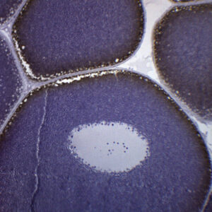Frog Ovary - Prepared Microscope Slide - 75x25mm