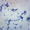Corynebacterium Diphtheriae - Prepared Microscope Slide - 75x25mm