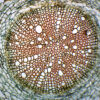 Helianthus Root - Cross Section - Prepared Microscope Slide - 75x25mm