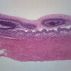 Mammalian Retina And Tapetum - Prepared Microscope Slide - 75x25mm
