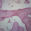 Grantia - Prepared Microscope Slide - 75x25mm