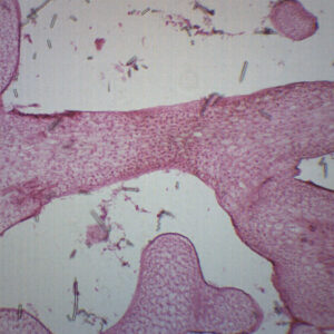 Grantia - Prepared Microscope Slide - 75x25mm