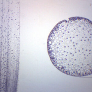 Ascaris & Onion Mitosis - Prepared Microscope Slide - 75x25mm