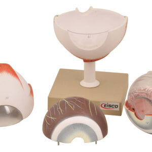 Human Eye Model - Enlarged 5X Life Size - 6 Parts - Hand Painted - Designed by Medical Professionals - Eisco Labs