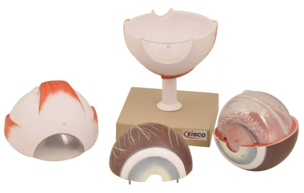 Human Eye Model - Enlarged 5X Life Size - 6 Parts - Hand Painted - Designed by Medical Professionals - Eisco Labs