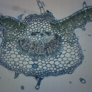 Syringa Vulgaris Leaf - Prepared Microscope Slide - 75x25mm