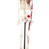 Eisco Full-Size Human Skeleton with Painted Muscles Model Rod Mount