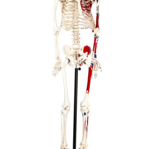 Eisco Full-Size Human Skeleton with Painted Muscles Model Rod Mount