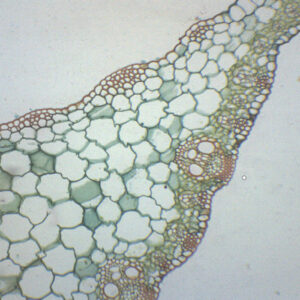 Zea Mays Leaf - Prepared Microscope Slide - 75x25mm