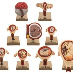 Eisco Pregnancy Series - Embryonic and Fetal Development Set of 9 Models