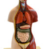 Eisco Adult Half-Size Torso Model with Head 16 parts