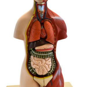 Eisco Adult Half-Size Torso Model with Head 16 parts