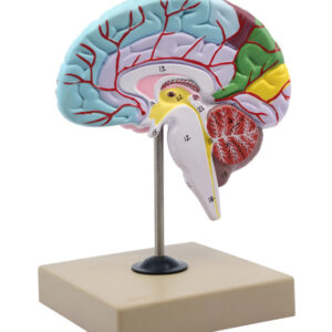 Human Half Brain Model - Life Size, Cross Section - Color Coded & Numbered with Key Card