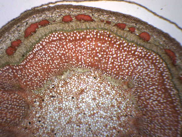 Apple Tree Stem - Cross Section - Prepared Microscope Slide - 75x25mm
