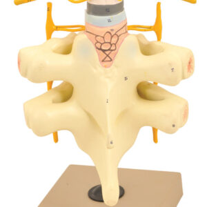 Spinal Cord & Nerves Model - Life Size
