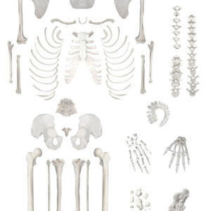 Eisco Life-Size Disarticulated Adult Human Skeleton