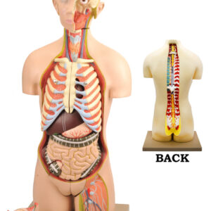 Eisco Life-Size Dual Sex Premium Human Torso Model with Open Front and Back Sections, 28 Parts