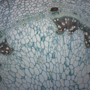 Geranium Stem - Cross Section - Prepared Microscope Slide - 75x25mm