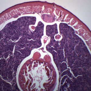 Earthworm Ovary - Cross Section - Prepared Microscope Slide - 75x25mm