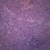Human Spleen Section - Prepared Microscope Slide - 75x25mm