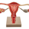 Eisco 3x Life-Size Human Female Reproductive System Cross Section