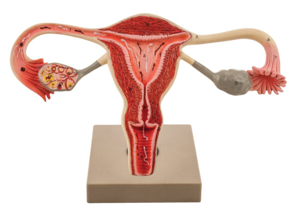 Eisco 3x Life-Size Human Female Reproductive System Cross Section