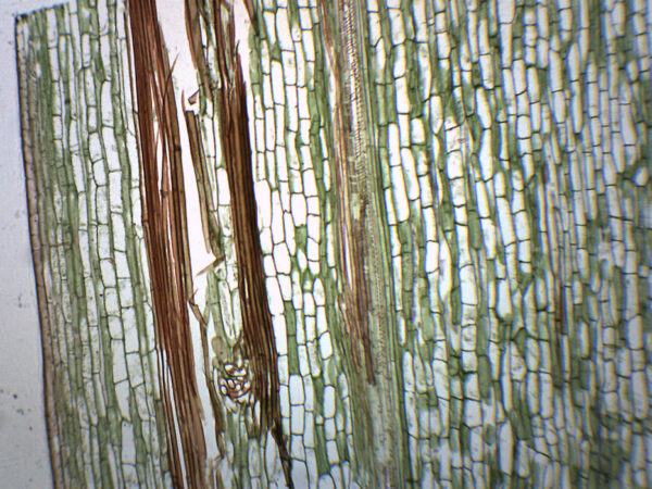 Iris Stem - Cross Section & Longitudinal Section - Prepared Microscope Slide - 75x25mm