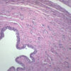 Female Urethra - Prepared Microscope Slide - 75x25mm
