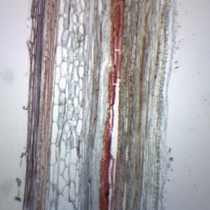 Pumpkin Stem Cucurbita - Longitudinal Section - Prepared Microscope Slide - 75x25mm