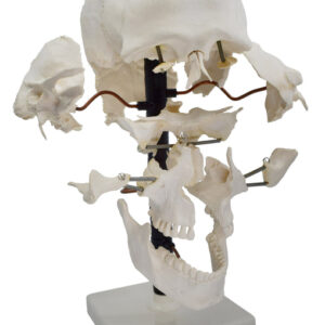 Beauchene Exploded Skull Model - 13 Parts - Life Size - Mounted on Stand