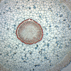 Orchid Aerial Root - Prepared Microscope Slide - 75x25mm