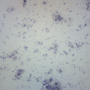 Bacteria from Mouth - Prepared Microscope Slide - 75x25mm