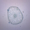 Elodea Stem - Prepared Microscope Slide - 75x25mm