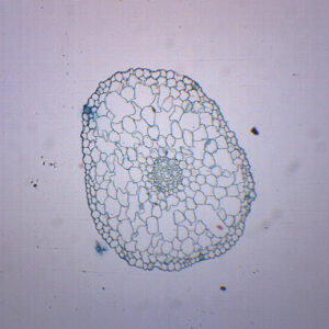 Elodea Stem - Prepared Microscope Slide - 75x25mm