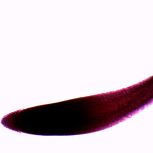 Wheat Root Tip - Wholemount - Prepared Microscope Slide - 75x25mm