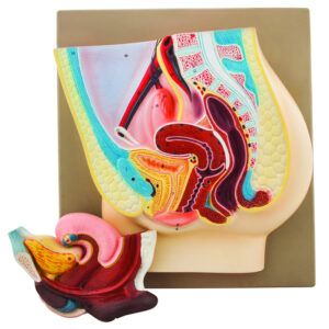 Eisco Human Female Pelvis Model with Removable Bladder and Rectum