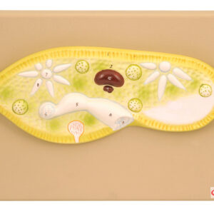 Eisco Labs Paramecium Model; Greatly Magnified (Model 11" X 4" X 1")