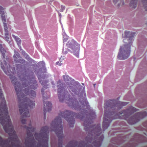 Foliate Papillae - Prepared Microscope Slide - 75x25mm