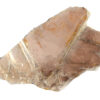 Raw Muscovite Mica Specimen 1" - Geologist Selected Samples - Eisco Labs