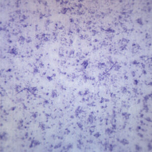 Bacillus Culture - Prepared Microscope Slide - 75x25mm