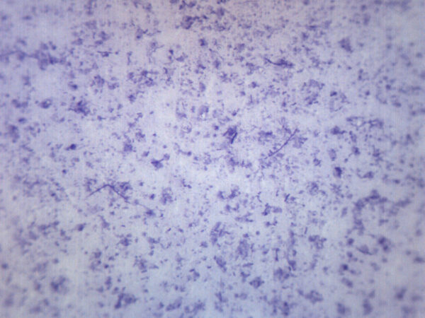 Bacillus Culture - Prepared Microscope Slide - 75x25mm