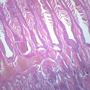 Gills of Freshwater Fish - Prepared Microscope Slide - 75x25mm