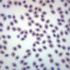 Frog Blood Smear - Wholemount - Prepared Microscope Slide - 75x25mm