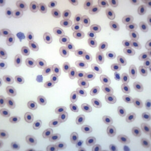 Frog Blood Smear - Wholemount - Prepared Microscope Slide - 75x25mm