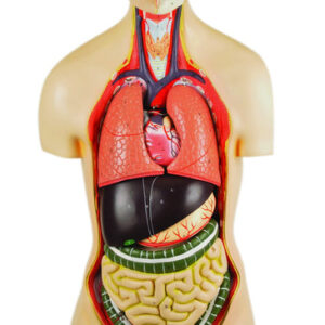 Eisco Life-Size Sexless Premium Human Torso with Open Back 15 Part