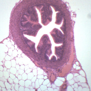 Fallopian Tube - Prepared Microscope Slide - 75x25mm